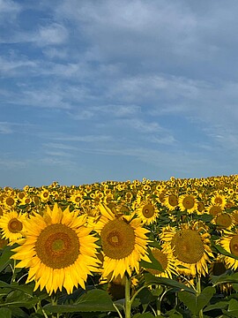 Banner Hospizbüro Dingolfing - Wollanger 3 - bis 11.09.25 geschlossen