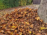 Logo Stadtnatur im Herbst – Landaus Stadtbäume im bunten Gewand